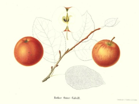 Historische Abbildung zweier rötlicher Äpfel, eines aufgeschnittenen Apfels, eines Zweiges und Blättern; BUND Lemgo
