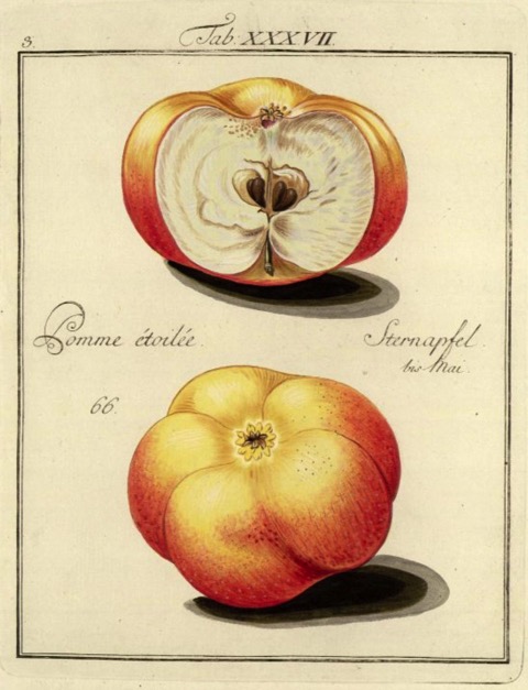 Historische Abbildung eines gelblich-rötlichen und eines aufgeschnittenen Apfels; BUND Lemgo