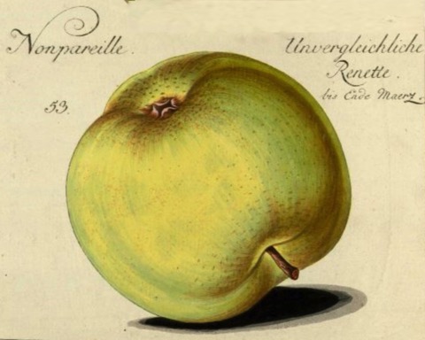 Historische Abbildung eines gelblich-grünen Apfels; BUND Lemgo