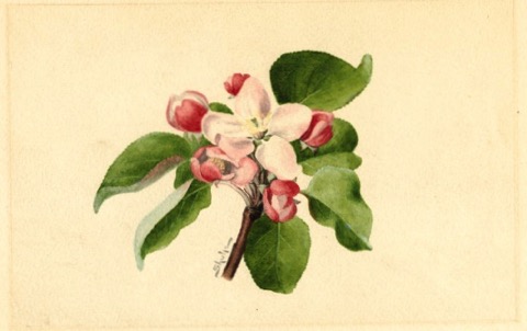 Historische Abbildung einer Apfelblüte; USDA