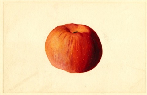 Historische Abbildung eines rötlichen Apfels; USDA