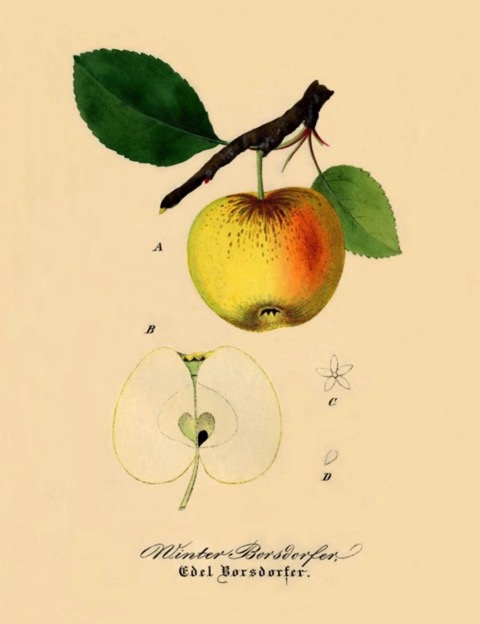 Historische Abbildung eines gelblich-rötlichen Apfels am Zweig mit Blättern und eines aufgeschnittenen Apfels; BUND Lemgo