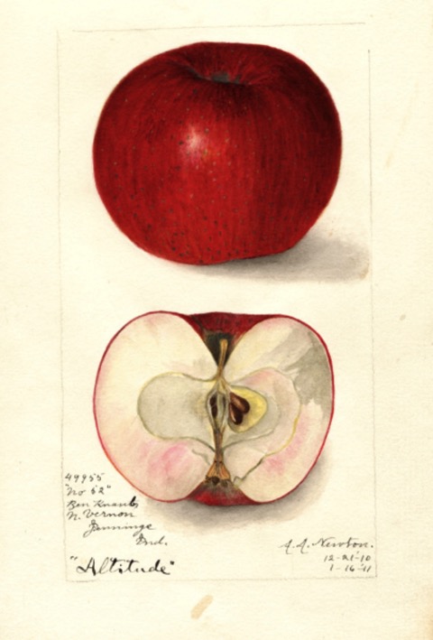 Historische Abbildung eines rotenen und eines aufgeschnittenen Apfels; USDA