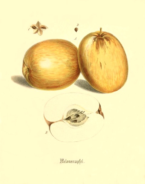 Historische Abbildung zweier gelblicher und eines aufgeschnittenen Apfels; BUND Lemgo