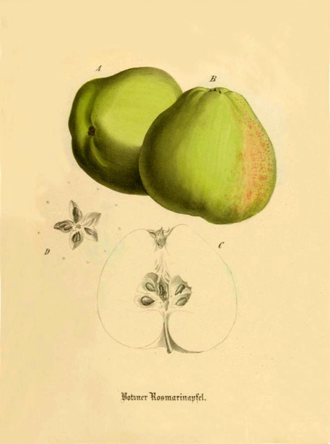 Historische Abbildung von zwei grün-gelblichen und einem aufgeschnittenen Apfels; BUND Lemgo