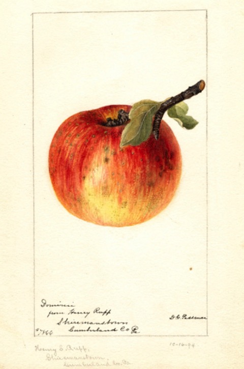 Historische Abbildung eines gelblich-rötlichen Apfels mit Zweig und Blatt; USDA
