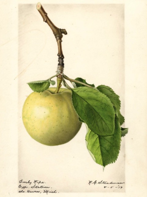 Historische Abbildung eines gelblich-grünlichen Apfels; USDA