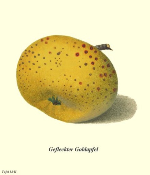 Historische Abbildung eines gelblichen, gefleckten Apfels; BUND Lemgo