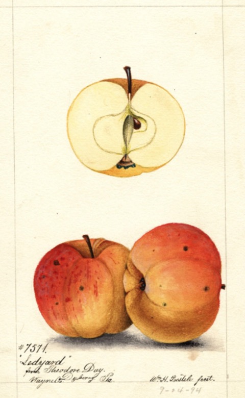 Historische Abbildung zweier rot-oranger Äpfel und eines aufgeschnittenen Apfels; USDA