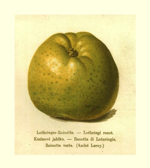Historische Abbildung eines gelblich-grünen und eines aufgeschnittenen Apfels; BUND Lemgo