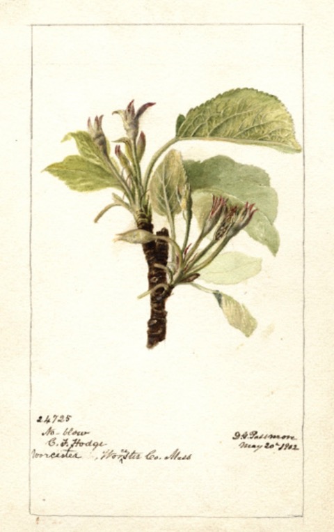 Historische Abbildung eines Apfelbaum-Zweigs mit Blättern und Blüten; USDA