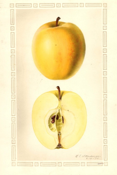 Historische Abbildung eines gelblichen und eines aufgeschnittenen Apfels; USDA