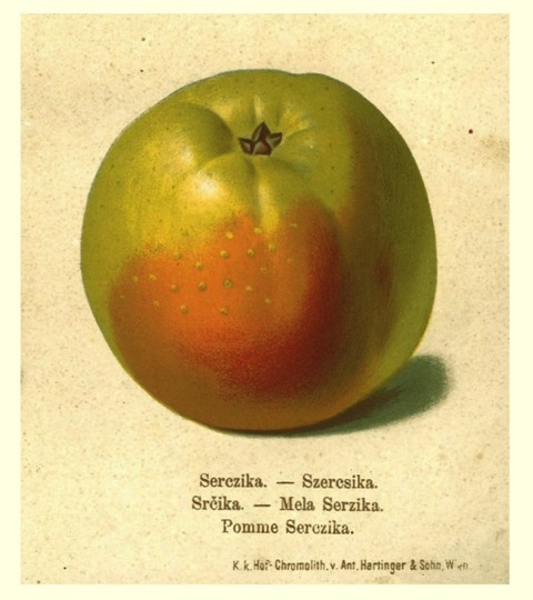 Historische Abbildung eines grün-rötlichen Apfels; BUND Lemgo