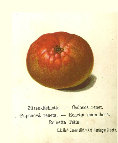 Historische Abbildung eines rötlichen Apfels; BUND Lemgo