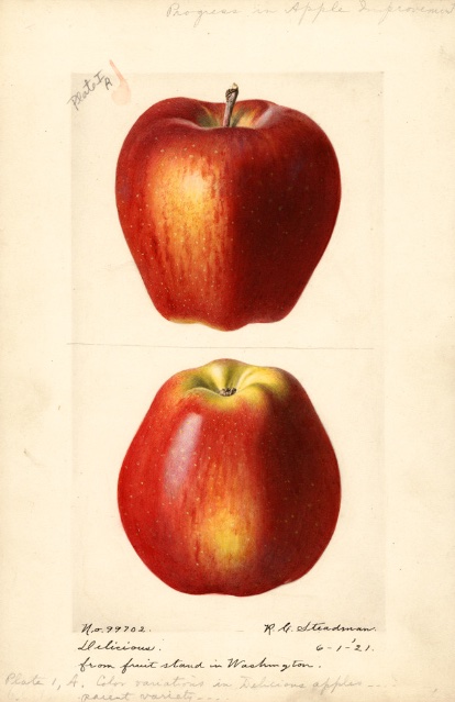Historische Abbildung zweier roter Äpfel; USDA