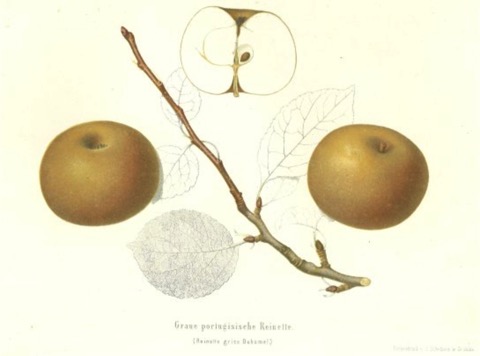 Historische Abbildung zweier rostfarbiger Äpfel, einem Zweig, Blättern und eines aufgeschnittenen Apfels; BUND Lemgo Obstsortendatenbank