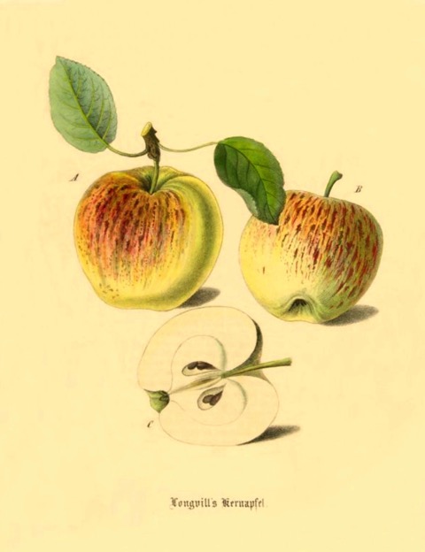 Historische Abbildung zweier gelblich-rötlicher und eines aufgeschnittenen Apfels; BUND Lemgo