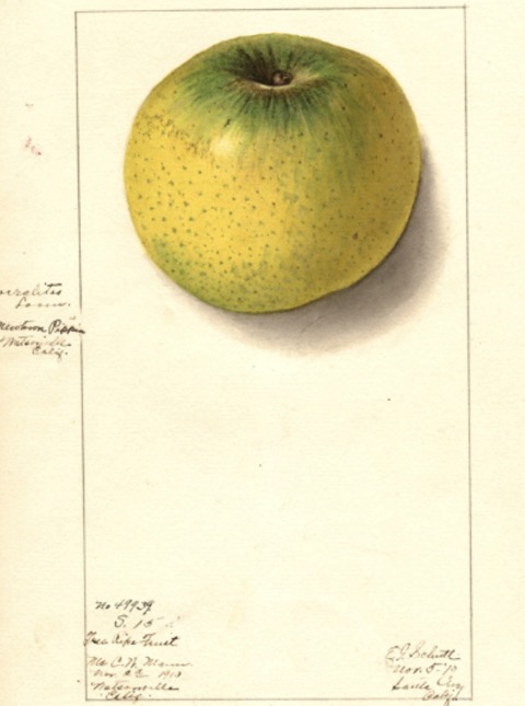 Historische Abbildung eines gelblich-grünen Apfels; USDA
