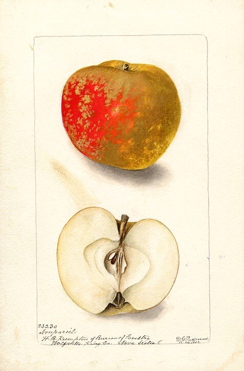 Historische Abbildung eines bräunlich-rötlichen und eines aufgeschnittenen Apfels; USDA