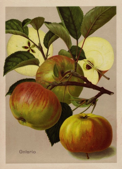 Historische Abbildung grün-rötlicher Äpfel am Ast und zweier aufgeschnittener Äpfel; BUND Lemgo