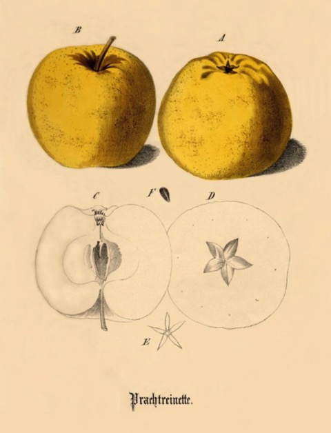 Historische Abbildung zweier gelber und eines aufgeschnittenen Apfels; BUND Lemgo Obstsortendatenbank