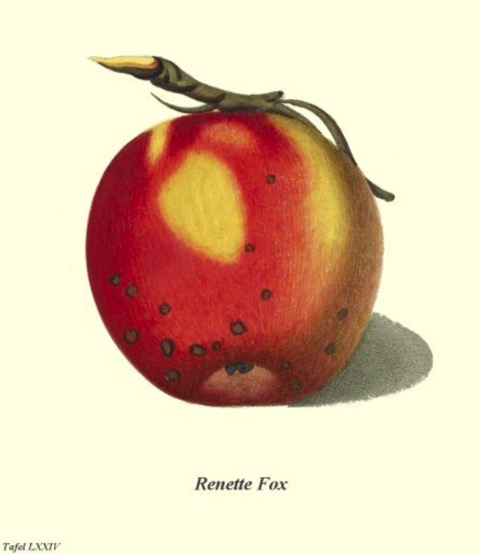 Historische Abbildung eines gelblich-roten Apfels;  BUND Lemgo