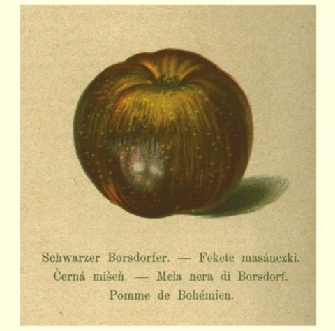 Historische Abbildung eines sehr dunklen Apfels; BUND Lemgo
