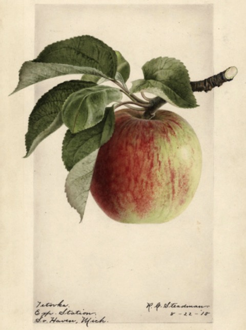 Historische Abbildung eines grünlich-rötlichen Apfels mit Zweig und Blättern; USDA