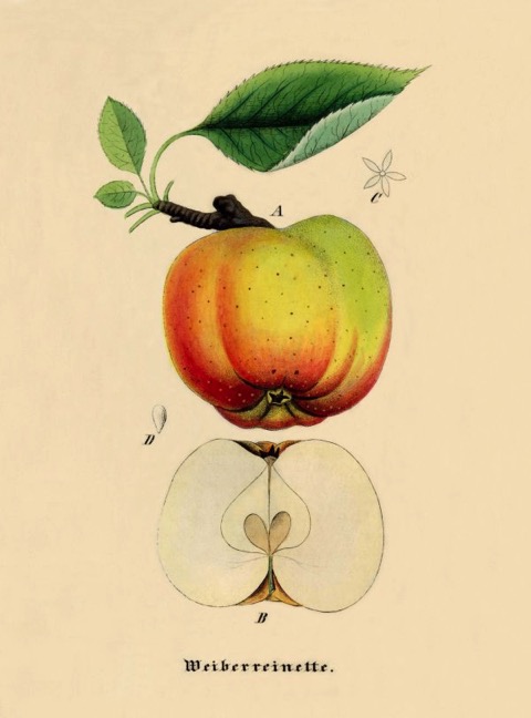 Historische Abbildung eines gelb-grünlich-rötlichen Apfels am Zweig mit Blatt, und eines aufgeschnittenen Apfels; BUND Lemgo