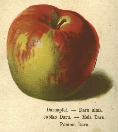 Historische Abbildung eines röt-grünlichen Apfels; BUND Lemgo Obstsortendatenbank
