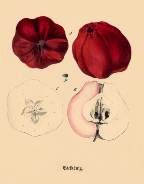 Historische Abbildung zweier roter und eines aufgeschnittenen Apfels; BUND Lemgo Obstsortendatenbank