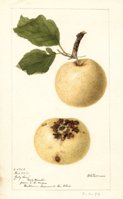 Historische Abbildung zweier gelblicher Äpfel; USDA