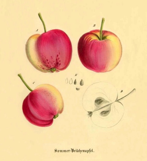 Historische Abbildung von drei gelblich-rötlichen und einem aufgeschnittenen Apfels; BUND Lemgo