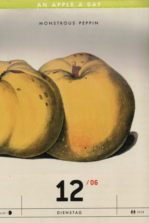Historische Abbildung zweier gelblicher Äpfel; Verlag Hermann Schmidt
