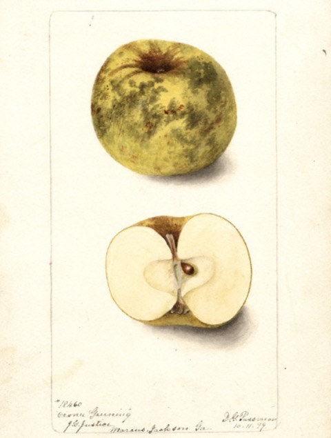 Historische Abbildung eines ggrünlich-schmutzigen und eines aufgeschnittenen Apfels; USDA