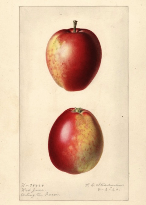 Historische Abbildung von zwei rot-gelblichen Äpfeln ; USDA