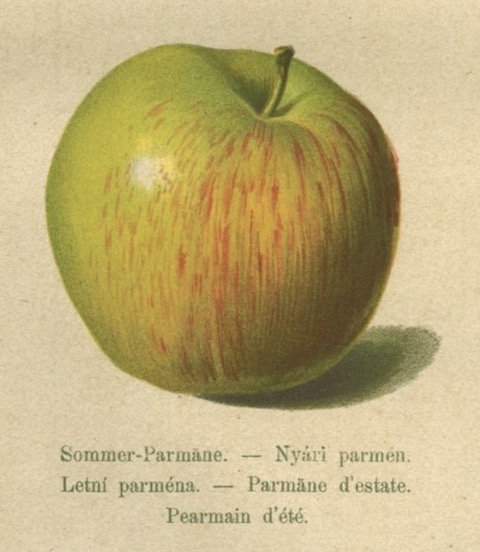 Historische Abbildung eines grünlichen Apfels mit roten Streifen; BUND Lemgo Obstsortendatenbank