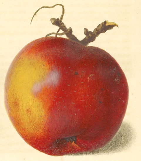 Historische Abbildung eines gelblich-roten Apfels