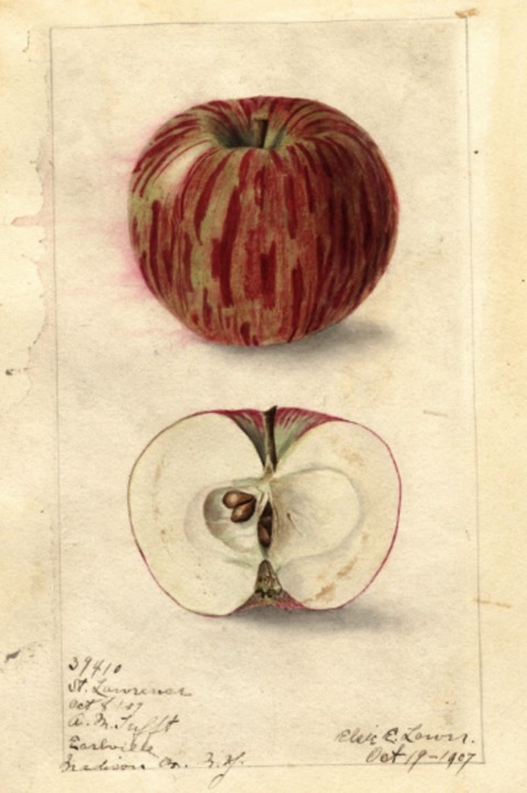 Historische Abbildung eines interessant gemusterten rötlich-gelbenen und eines aufgeschnittenen Apfels; USDA