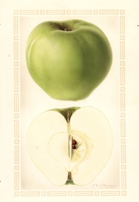 Historische Abbildung eines grünen und eines aufgeschnittenen Apfels; USDA