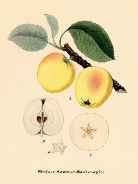 Historische Abbildung zweier gelblich-rötlicher Äpfel am Zweig mit Blättern und zwei aufgeschnittener Äpfel;  BUND Lemgo Obstsortendatenbank