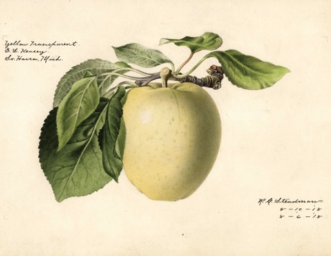 Historische Abbildung eines gelblichen Apfels mit Stiel und Blättern; USDA