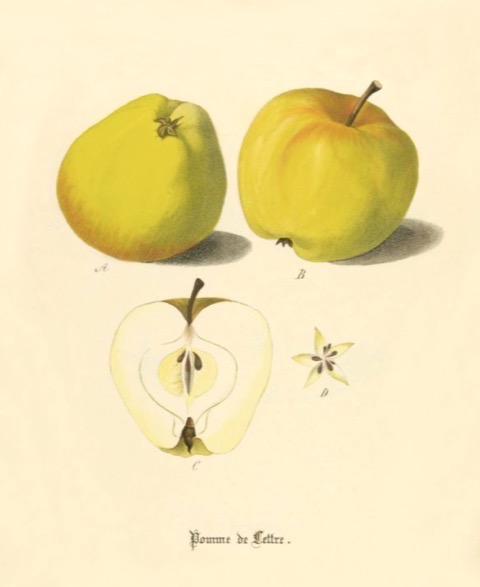 Historische Abbildung zweier gelblicher und eines aufgeschnittenen Apfels; BUND Lemgo Obstsortendatenbank