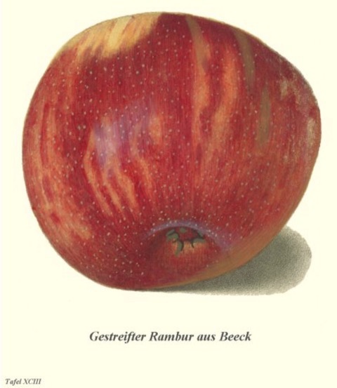 Historische Abbildung eines gelblich-roten Apfels;  BUND Lemgo Obstsortendatenbank