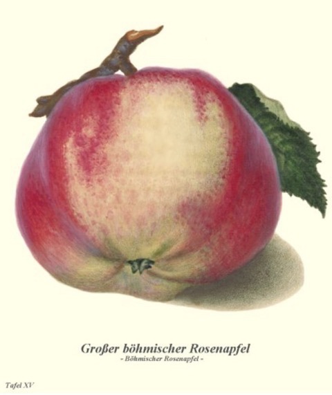 Historische Abbildung eines gelblich-rötlichen Apfels mit Ast und Blatt; BUND Lemgo Obstsortendatenbank