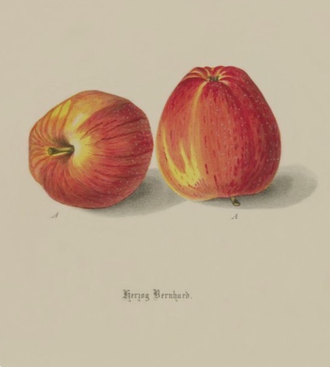 Historische Abbildung zweier rot-gelblicher Äpfel;  BUND Lemgo Obstsortendatenbank