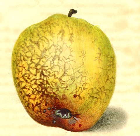 Historische Abbildung eines gelblich-grünen Apfelsdessen Schale wie von kleinen Pinselstrichen bedeckt ist; 