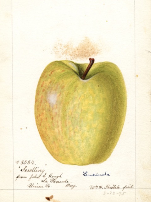 Historische Abbildung eines gelblich-grünen Apfels; USDA