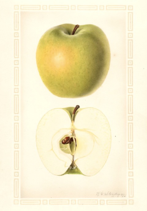 Historische Abbildung eines gelb-grünlichen und eines aufgeschnittenen Apfels; USDA