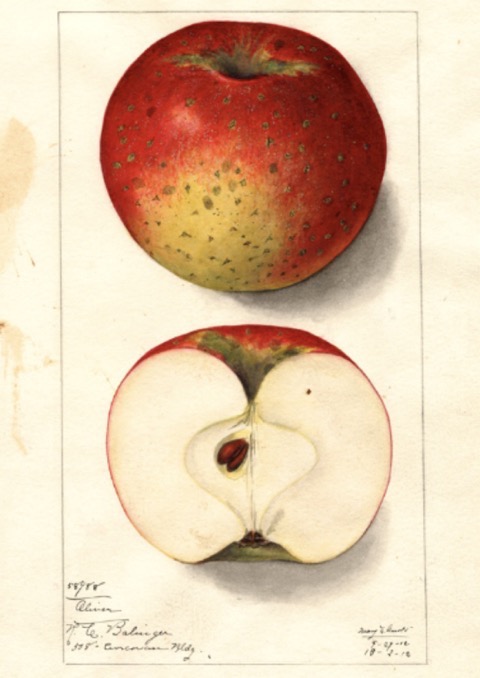 Historische Abbildung eines rot-grünlichen und eines aufgeschnittenen Apfels; USDA